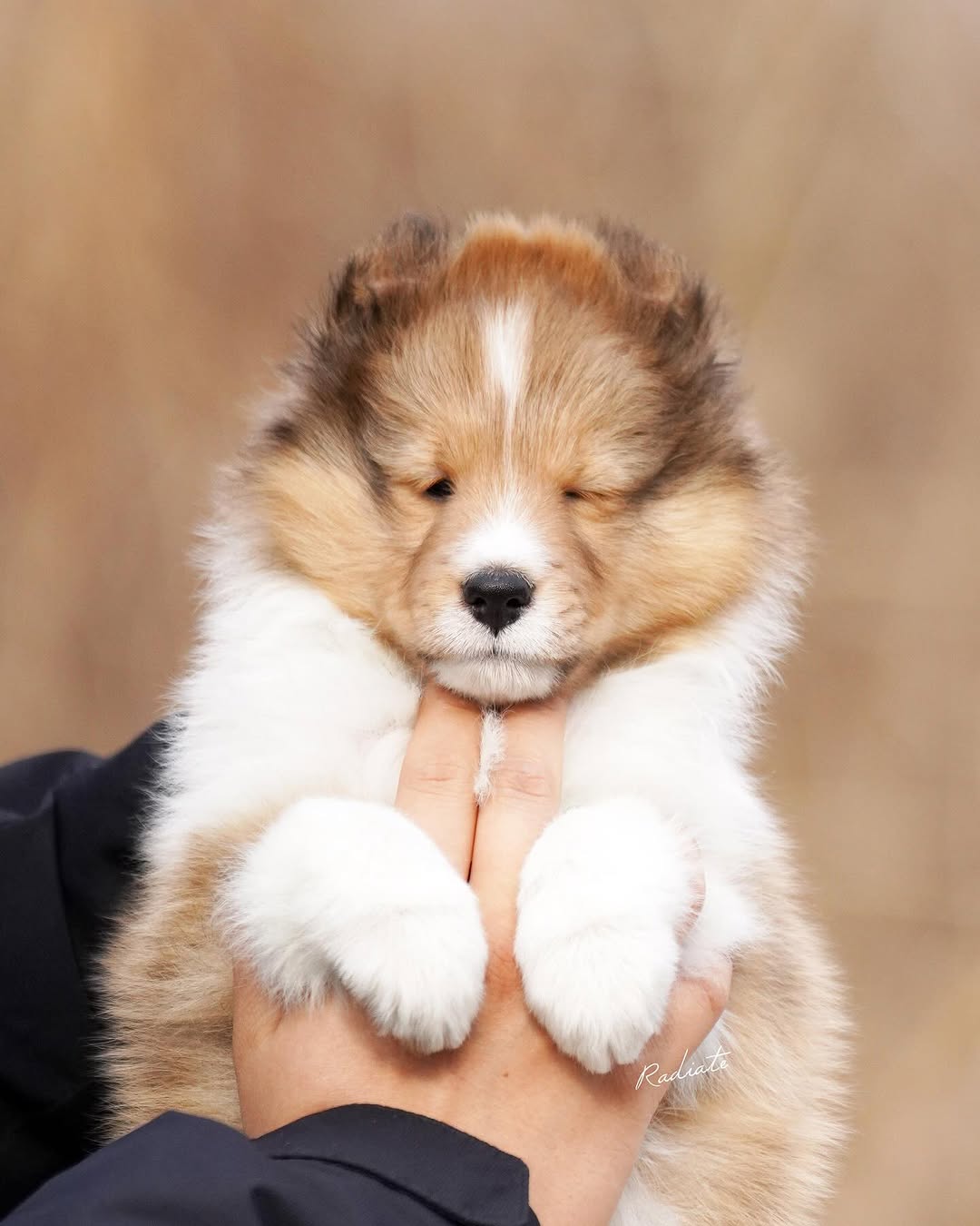 보미