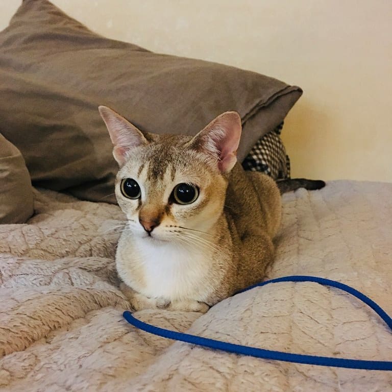 보미