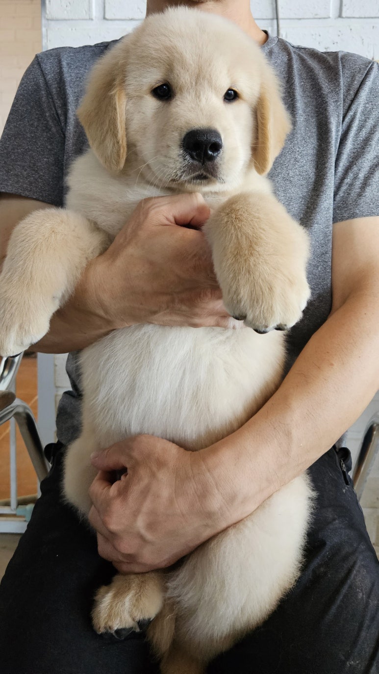 보미