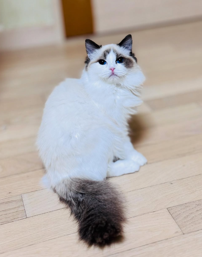 보미