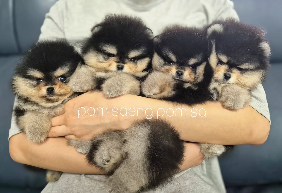 폼생폼사